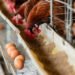 Doença de Newcastle nos Açores. É seguro consumir carne de aves? E ovos?Créditos:Sutterstock